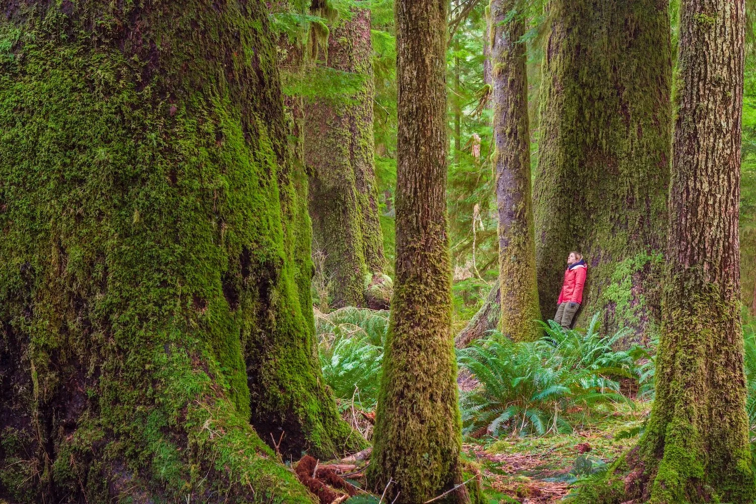 Lush BC coastal rainforest with towering cedars and hemlocks